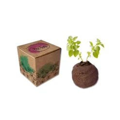 BEE BOMBA w pudełeczku / Naturalny TIP39